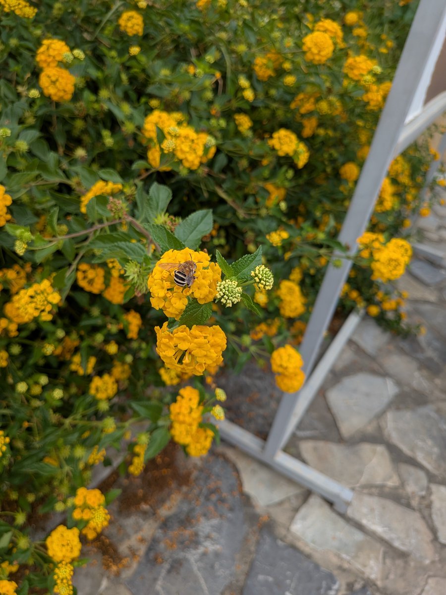 silviaindump's tweet photo. Avevate mai visto un'ape scavatrice??
Let it bee, let it bee, let it bee, let it bee
Whisper words of wisdom, let it bee
#diggerBee #beeKind https://t.co/jUzzTFU8lC