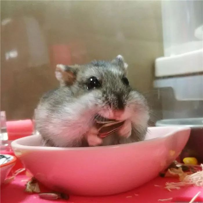 aislw973355's tweet photo. My teammate brought a hamster to the office today. It snuck into my backpack and chewed through my lunch. Team productivity level: 0, but my snack story is chef’s kiss. https://t.co/GtbIEy8J1y