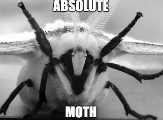 m3ta_the's tweet photo. @MothHeaven_ https://t.co/JWhq4Gv5zQ