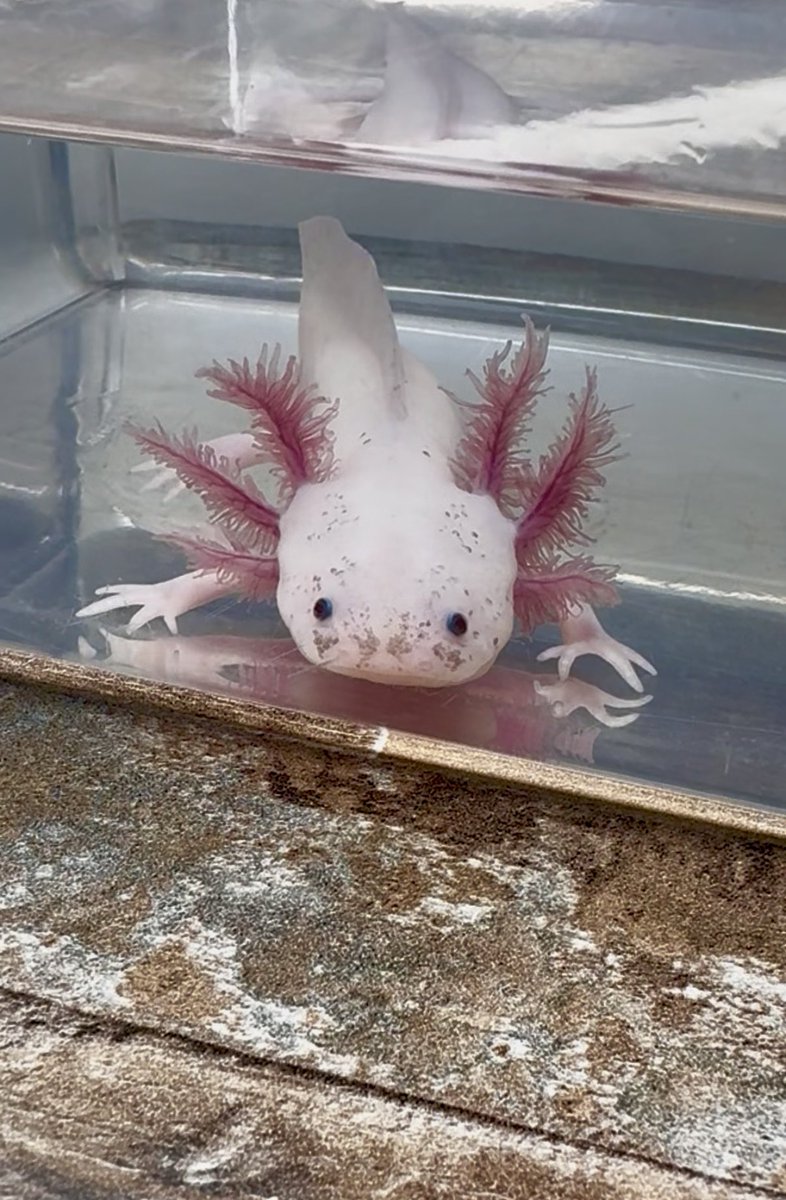 sugakithes's tweet photo. THIS IS WOOPER MY BABY!!!!! he is still with the breeder until my tank is finished cycling IM SO EXCITED TO GET HIM MY LIL FRECKLED SON https://t.co/D7gDIRnaZe