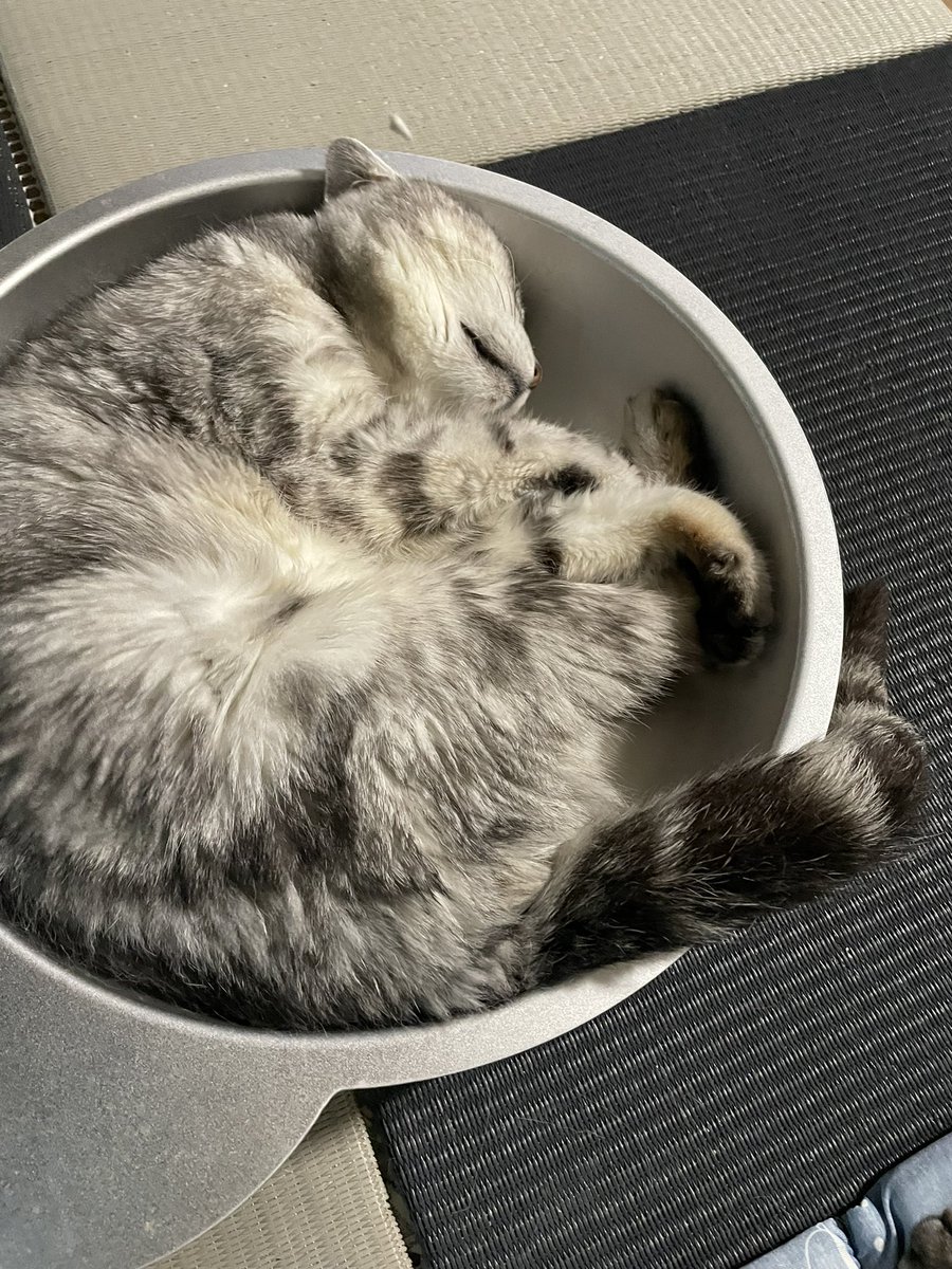 bballadd's tweet photo. イビキの音がうるさくて、ドラマの台詞が聞こえない
#猫のいびき 
#猫好きさんと繋がりたい https://t.co/kyIVmccKaG