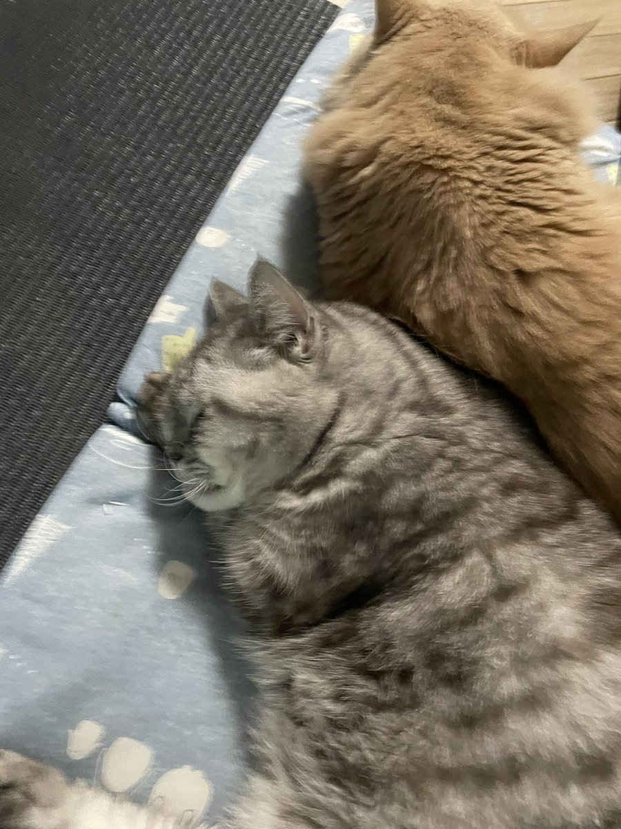 bballadd's tweet photo. イビキの音がうるさくて、ドラマの台詞が聞こえない
#猫のいびき 
#猫好きさんと繋がりたい https://t.co/kyIVmccKaG
