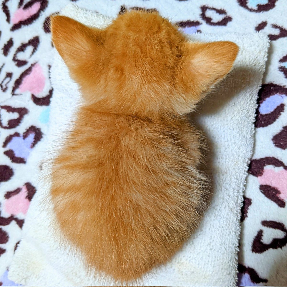 yukiS2kurumi's tweet photo. ぱやぱやかわいい https://t.co/JNg0175Za1