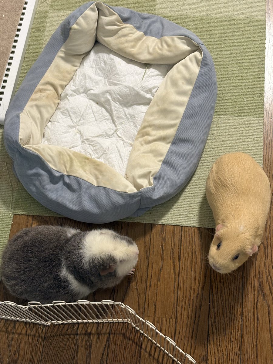 jampon2018's tweet photo. 飼い主(冷蔵前)の前で全力待機 https://t.co/fBR0nA8VIj