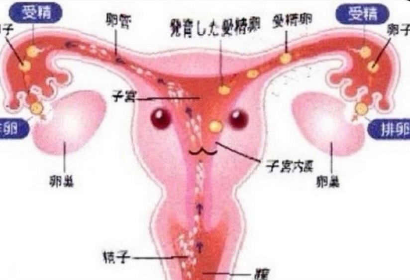 phaichud's tweet photo. hi everynyan !!!  >< !!!!!! dis is da uterus chan !!!!!! say hi to uterus chan everynyan >~< !!!!!!!!!! https://t.co/0azWjuVwoG
