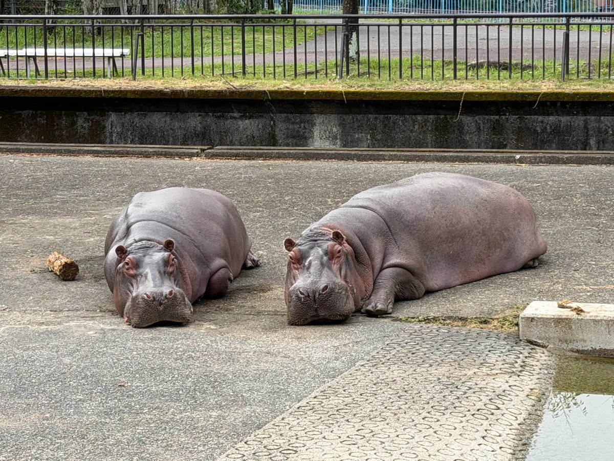 kumamotocityzoo's tweet photo. .🦛
休園日の
のんびりソラ♀(左)&amp;モモコ♀(右)です😪
いろんな角度からどうぞ🫶
#モモコとソラ
#熊本市動植物園
#カバ https://t.co/4iV2qrOv4c
