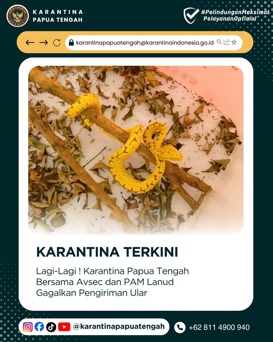 KarantinaPateng's tweet photo. Amolongo SobatQ 👋🏻

Rilis Karantina Papua Tengah, 16 September 2026
Nomor : 102/BKHIT-PT/09/2026

Lagi-Lagi! Karantina Papua Tengah Bersama Avsec dan PAM Lanud Gagalkan Pengiriman Ular

Selengkapnya : https://t.co/9IKxXVLpR9

#karantinapapuatengah #karantinaindonesia https://t.co/22mDm5t5mA