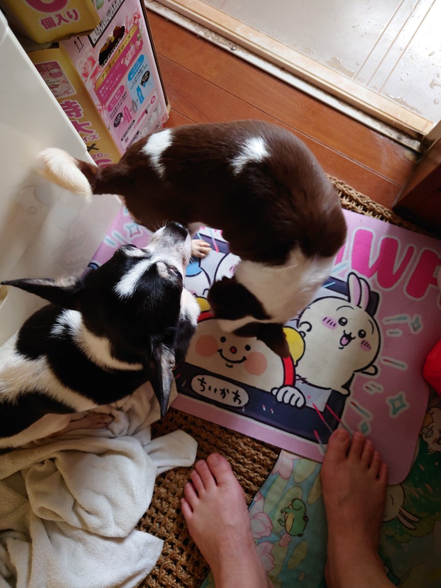natuo_aria's tweet photo. 皆様ごきげんよう☔

これから茶々と寿々の我が家での初お風呂なんですが…

中々洗い場に入ってくれませんwww😂
怖いよね〜解るよぉ？
でも、ちょいとくちゃいから洗わせてほしいのよ〜(´ ・ω・｀)

…って事で、頑張ってきます👋 https://t.co/XD3dFAs2SF
