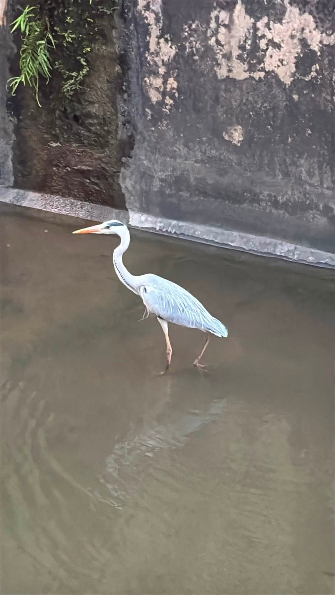 DallasWeis7ej's tweet photo. 意識を研ぎ澄ませば沈黙の純度が高まっていく。この静寂に自分を預けることは、臆病なことなのか、それとも勇気なのか。 https://t.co/nm41zZHgHF