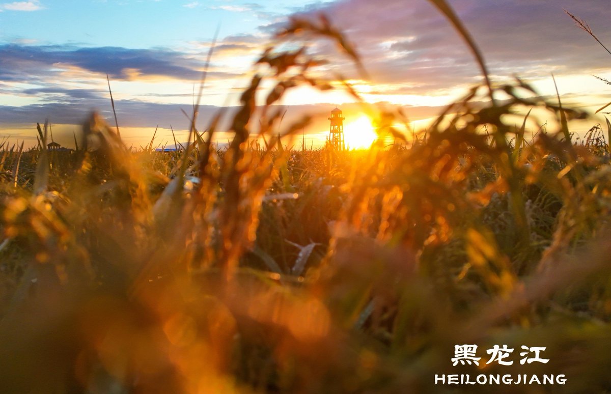 FlyOverChina's tweet photo. In the golden autumn season, China's Heilongjiang, known as "China's granary," is embracing the ripening season of paddy rice. Golden paddy fields stretch out like waves, forming a breathtaking autumn landscape.
#HeiLongJiang #Drone #FlyOverChina https://t.co/MoA9QZYv0t