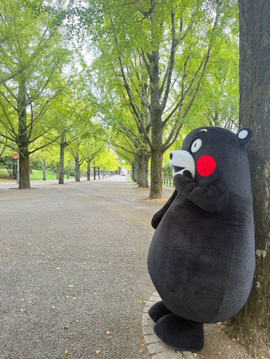 55_kumamon's tweet photo. おはくま～！よ～し、行くかモン☆ https://t.co/3IQ1kNjrQb