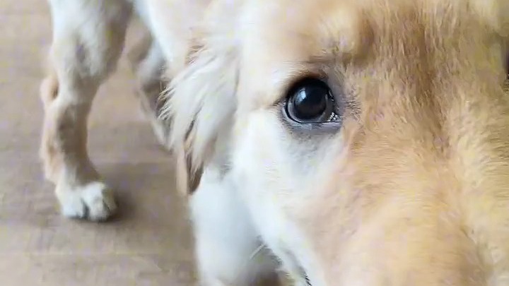 cames900818's tweet photo. Nothing beats coming home to a wagging tail that greets you like you’re the best thing that ever happened , my loyal sidekick makes every ordinary day feel special. https://t.co/gkudtoZJre