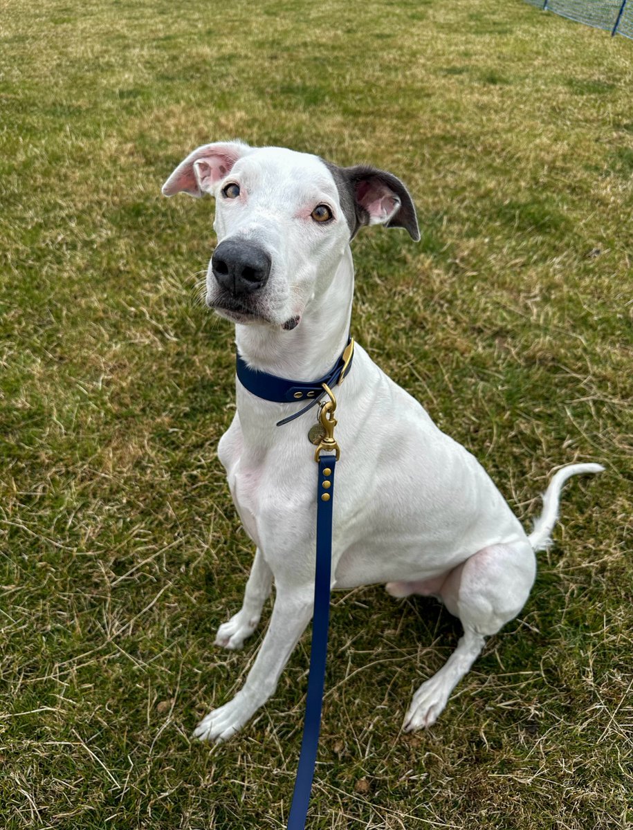 MarissaCapcmzv's tweet photo. Day 1 @northeastdogfestival done! First I tried out for Scruffts I didn’t place again but I put on my best performance yet and was such a good boy Mam is VERY proud of me! Then we went in to the fancy dress competition with @baileysassistance and https://t.co/xM4Y6IaLhX