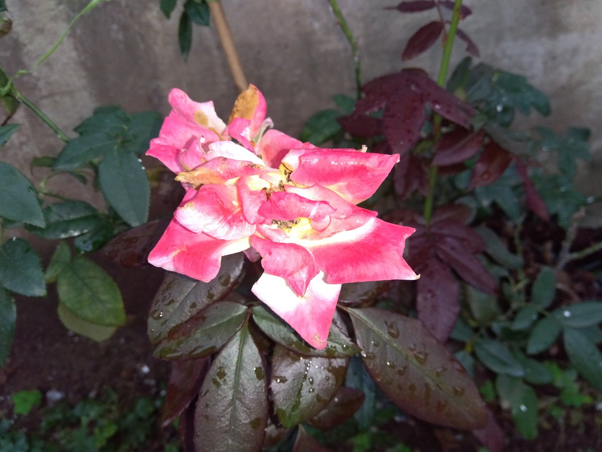 MakoVw3's tweet photo. 今日の花と空🌺🌧️
#花　#空　#千葉県千葉市 https://t.co/23nqQLaFvb