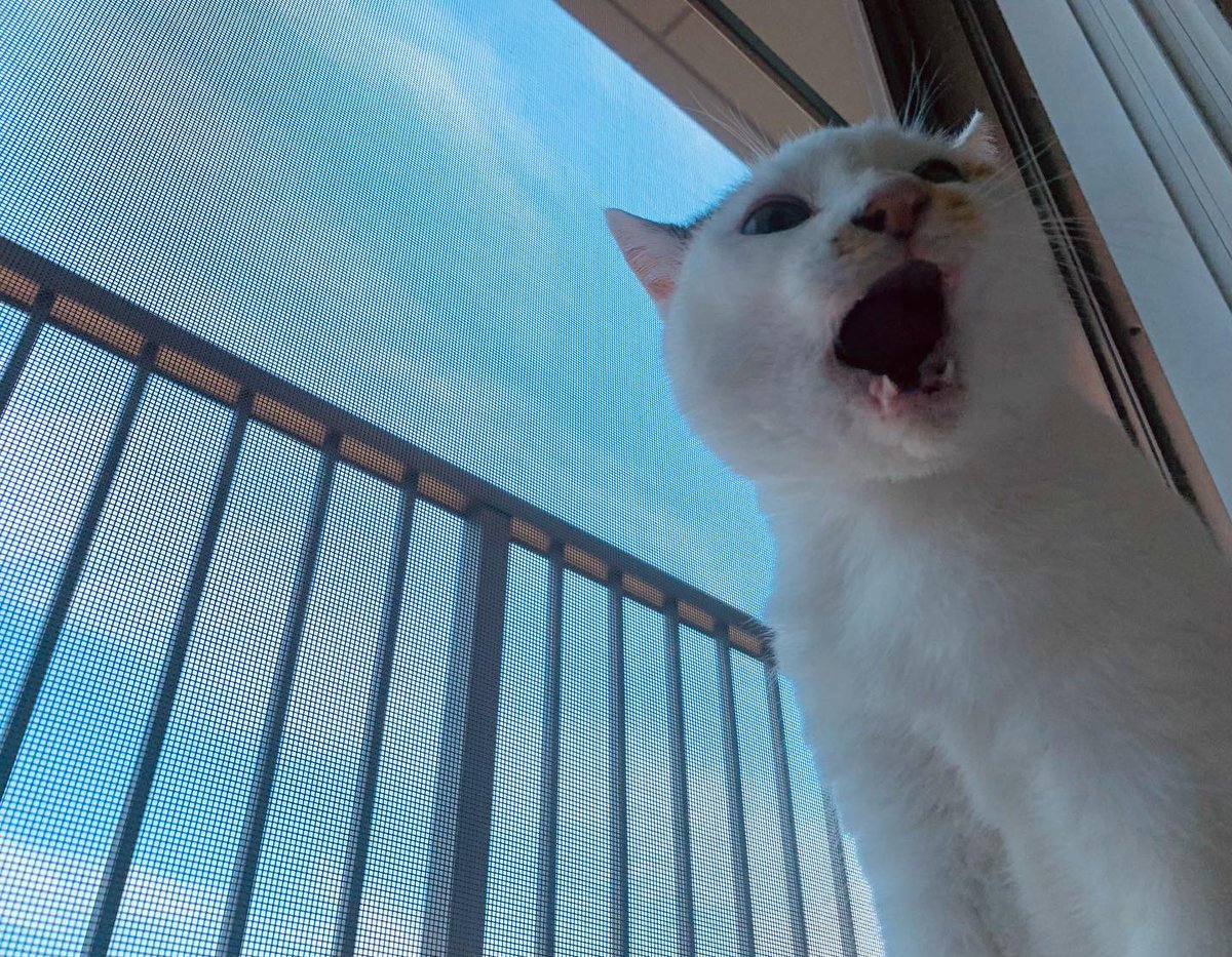 DonnettaSumaran's tweet photo. The intense urge to yell at absolutely nothing is, quite frankly, the most relatable feeling lately. https://t.co/pyUWMasLbc