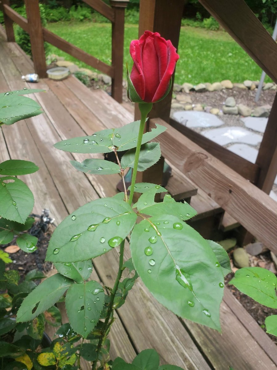 JenaTorril0kh's tweet photo. We hold onto fragility, hoping it will forgive our clumsiness. 🥀 https://t.co/fjRHCDePcH