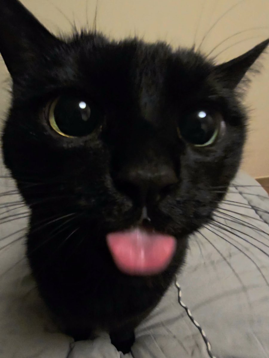 CatMeowkingdom's tweet photo. https://t.co/J6tzgKdccO
