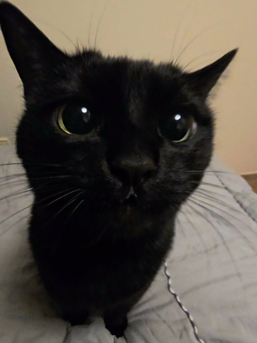 CatMeowkingdom's tweet photo. https://t.co/J6tzgKdccO