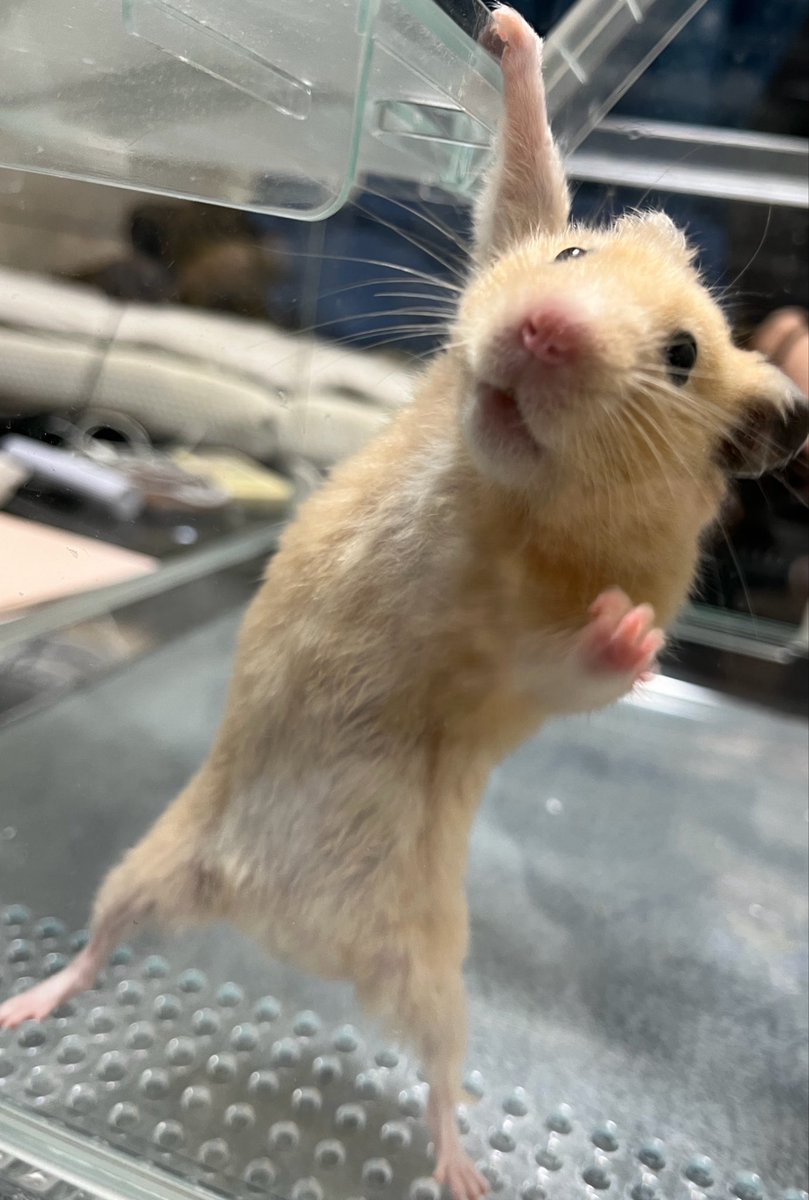 zawayuki2's tweet photo. うちのキンクマが商品化されたのかと思った🙄 https://t.co/oX67N1BDhT