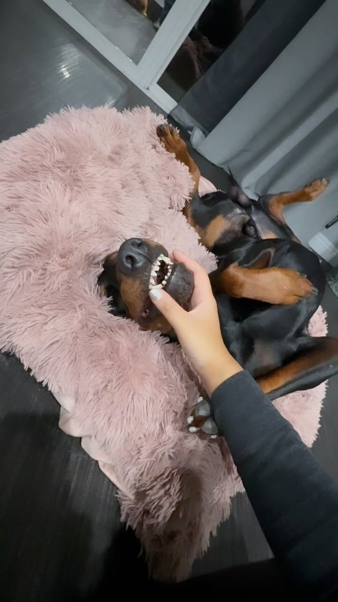 Tammyknotts12's tweet photo. I can't spent a single moment without the love of my life 🐕❤🐾
DM me via my private link for my dropbox menu 🔞
https://t.co/TV2Ao2vAg8  
https://t.co/TV2Ao2vAg8 
https://t.co/TV2Ao2vAg8 

#doglovers #contents #USA #zoophiller #beast #doggystyle #LOVE https://t.co/pyyTuoj2g7