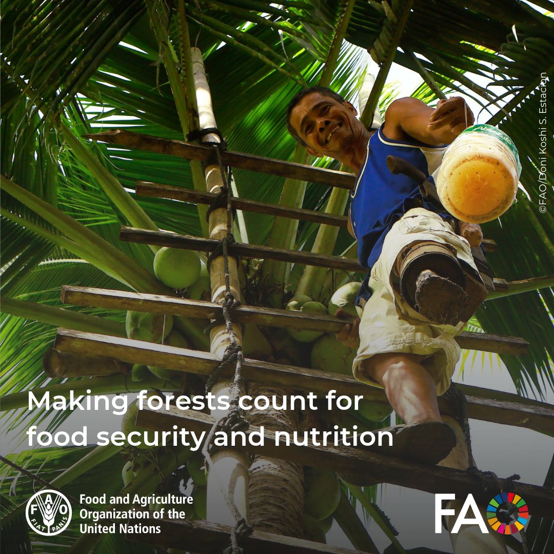 FAO's tweet photo. Forests provide nutritious foods while supporting agriculture through healthy soils, water regulation &amp; biodiversity.

@FAOForestry Director Zhimin Wu explains why recognizing forests’ contributions means bringing them into national policies.

https://t.co/1p9K3wswXK https://t.co/pSc4ZGOLJk