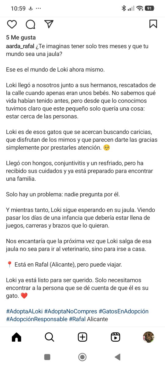 john_doe1237's tweet photo. Loki NECESITA UNA FAMILIA UN HOGAR SE VE UNA MARAVILLA Y SE MERECE LO MAS GRANDE @Neinei_rescue @Erta2017 @Solopar53137293 @malicvet31 @gatito_negro__ @recuncho34 https://t.co/Z5gZN9alip