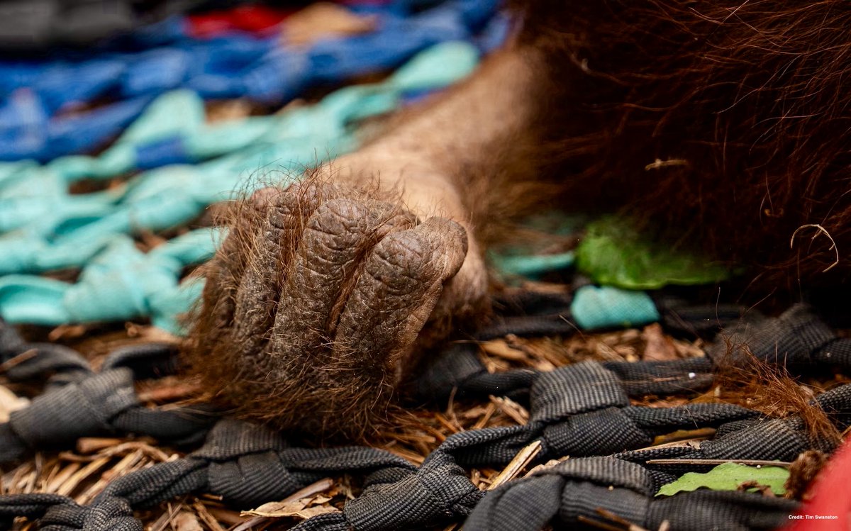 DrTOMontgomery's tweet photo. A hand that will never again swing between trees.

Primatologist Dr Sánchez who treated many orangutans in Indonesisa's fires said the team was “very distressed”.

“In 20 years of rescuing animals I’ve seen a lot of tough stuff... but that rescue was especially hardcore”

Burnt forest land is being immediately replaced with palm oil plantations.