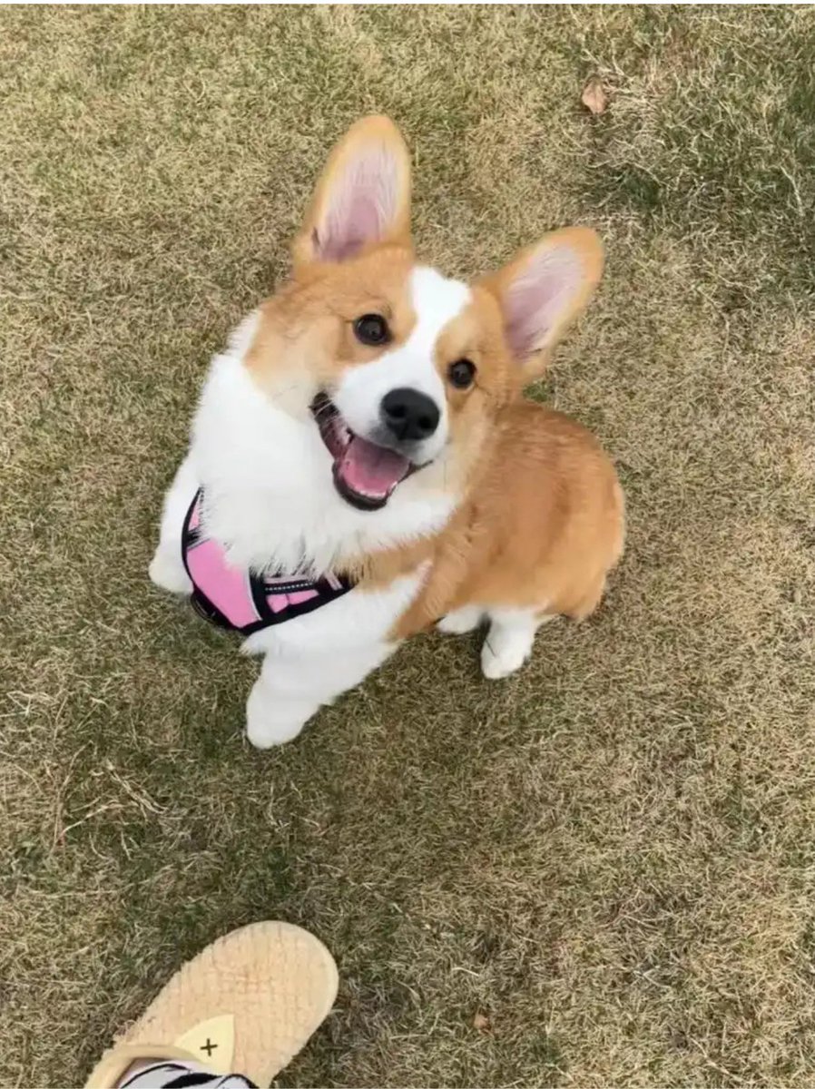 ameli979952's tweet photo. [Our fluffy pup just hit his 6-month mark—watching him go from wobbly newborn zoomies to silly, tiny adventure buddy is the best glow-up. ]， https://t.co/WwU4WIYVe0