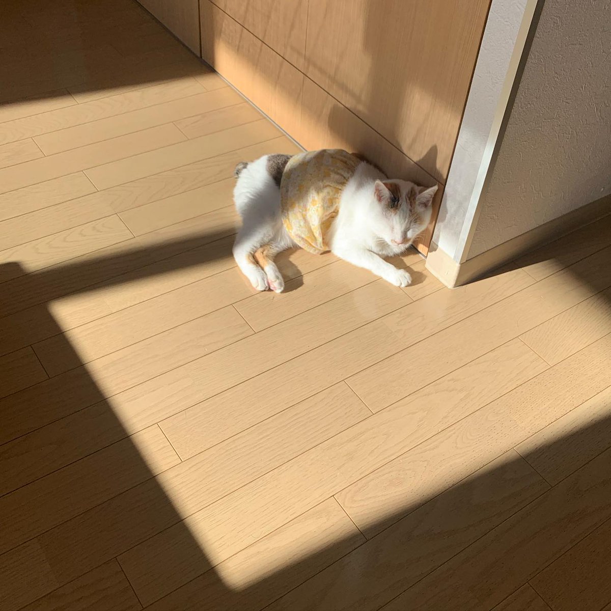 ReinaldoLo3zuz's tweet photo. 何かに身を委ねるという選択肢を、随分と忘れていた気がする。無防備でいることの気まずさに、いつまでも慣れることができないんだ。 https://t.co/NcDjl8Gc2T