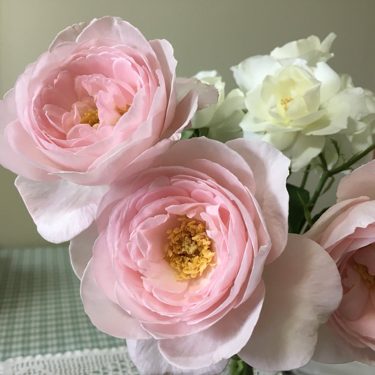 Angela13403240's tweet photo. #RoseWednesday
#RoseADay
#BeautifulMemory
Wish you all a happy RoseWednesday🌹🎶☕️👋 https://t.co/7PW1RsqC7L