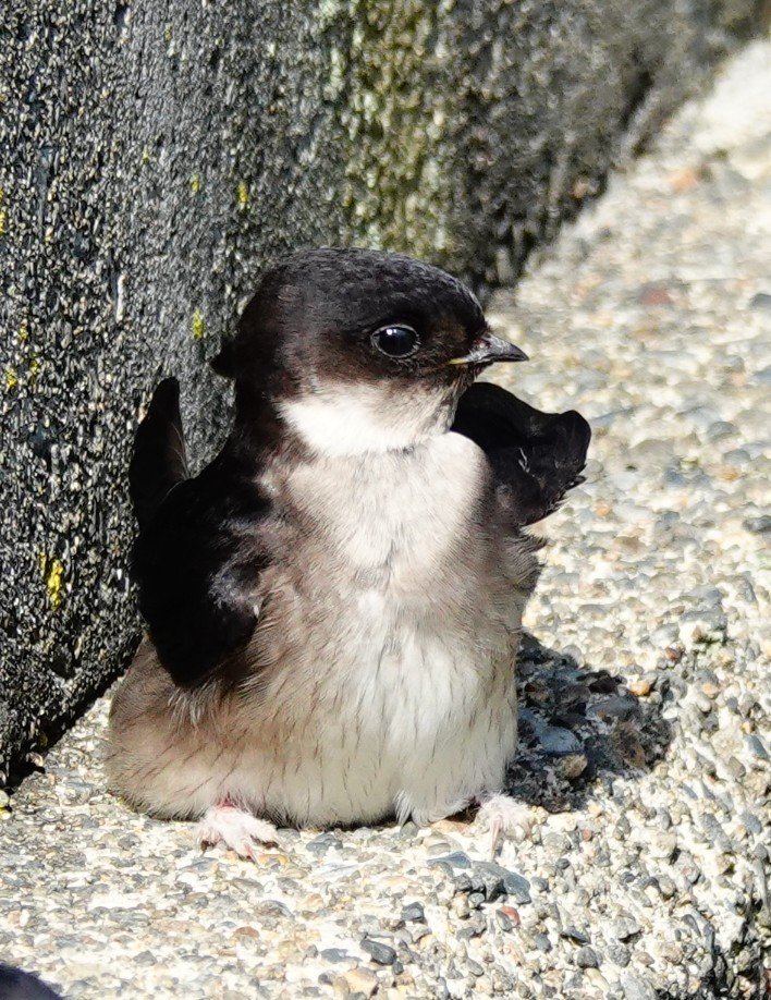 marcoJA731A's tweet photo. 新種のペンギンの撮影に成功しました😀。ツバメペンギンです😊。
#イワツバメ https://t.co/qnj53Mf1mH