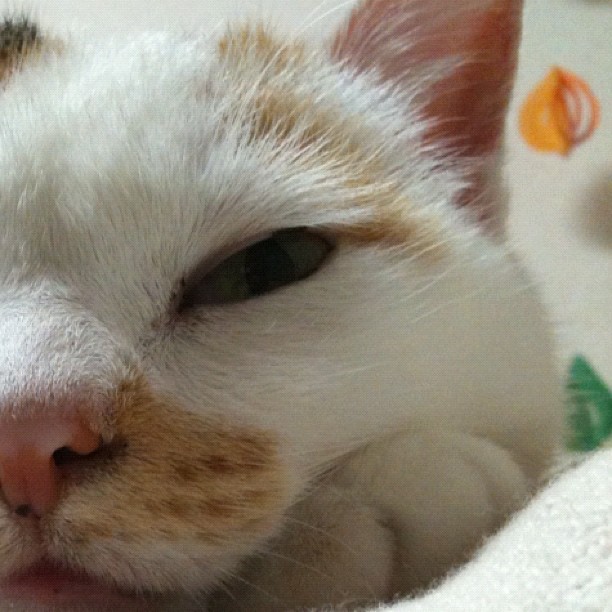 LeontineAutin's tweet photo. ふと意識がどこかへ溶けていく感覚、自分の中の確かな何かがゆっくりと形を変えていくような、そんな穏やかな午後のまどろ���を感じてるのかも https://t.co/jETHajXj5j