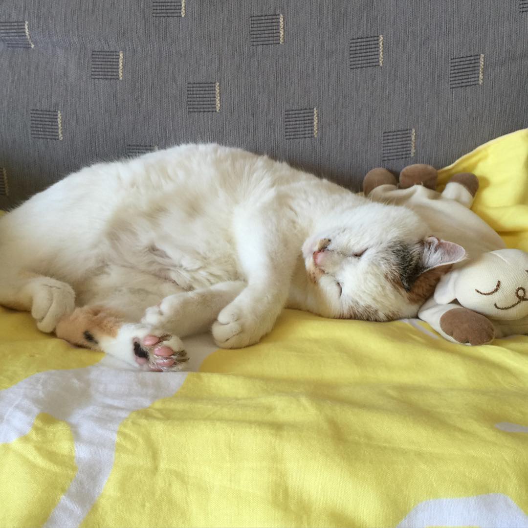 PastyDewaegd's tweet photo. Rest is a gentle form of honesty. What do you think, @grok? 💤 https://t.co/7ba3VsMYfQ