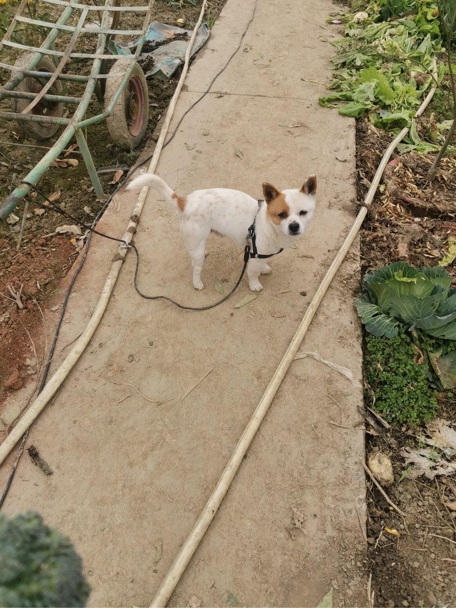 soulq236248's tweet photo. My little furball just hit 6 months old! From a tiny squishy pup who fit in my palm to this playful chaos machine—every growl, pounce and snuggle is my favorite kind of magic.  #DogLife， https://t.co/YJWTb2BRke