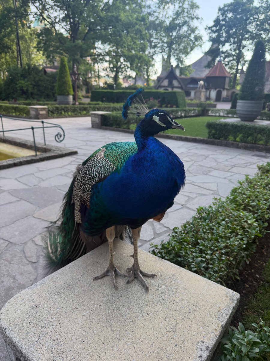 TenaBabumm's tweet photo. Jeroen is een wandelende attractie in de Efteling 💫 https://t.co/APBIl0zD8S