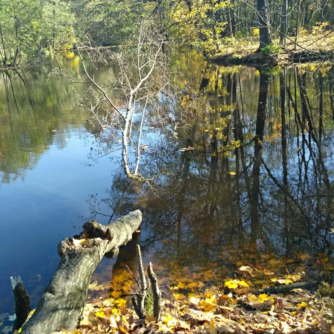 MadeleneBawup's tweet photo. Осень... #осень#осеньвгороде #пешкомпомоскве #природа https://t.co/SB50at6RMQ
