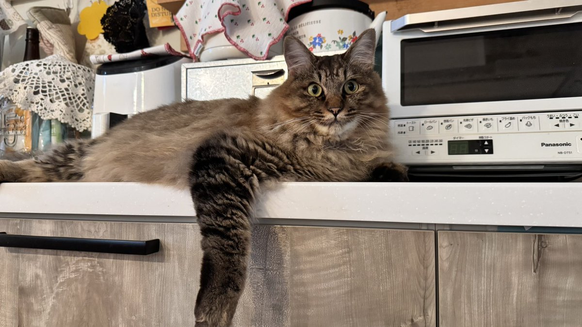 nekozo328's tweet photo. うちの子レオも外で生まれて拾ったネコチャン。お父さん猫は地域のボス猫だったけど、見かけなくなっちゃった。家で育つとこんなモフモフになるよ。 https://t.co/FUbqxvgkYA