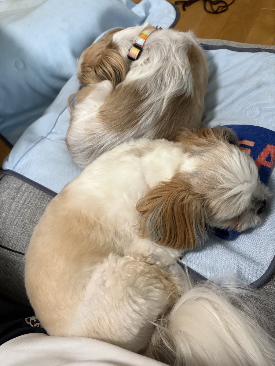egao_AMIN's tweet photo. 少し涼しくなったらスフレがくっつく🤭
雨を気にしつつ、まあいいかって寝るシフォン https://t.co/tP9ScTbdBi
