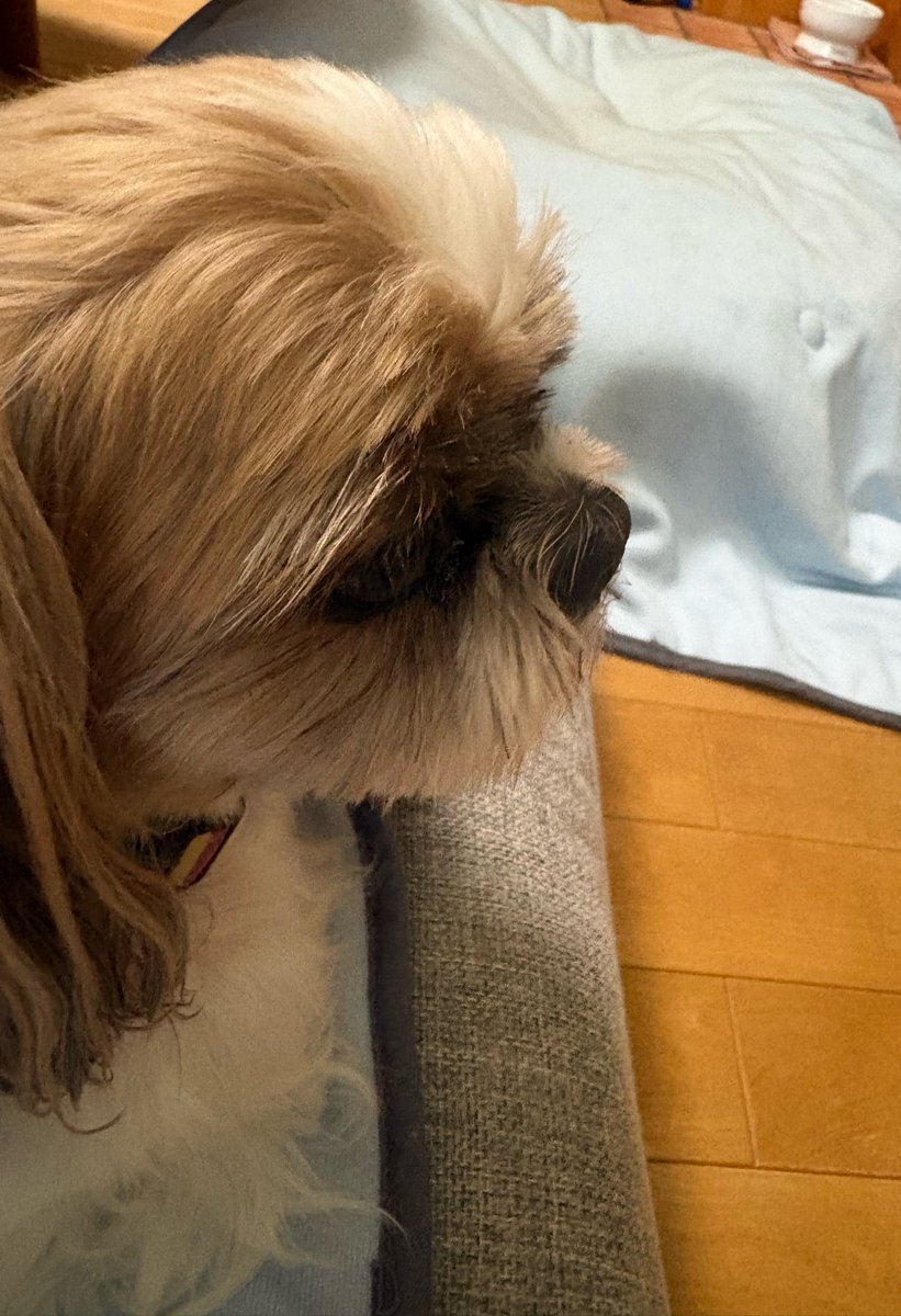 egao_AMIN's tweet photo. 少し涼しくなったらスフレがくっつく🤭
雨を気にしつつ、まあいいかって寝るシフォン https://t.co/tP9ScTbdBi