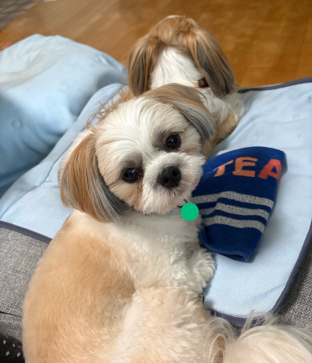 egao_AMIN's tweet photo. 少し涼しくなったらスフレがくっつく🤭
雨を気にしつつ、まあいいかって寝るシフォン https://t.co/tP9ScTbdBi