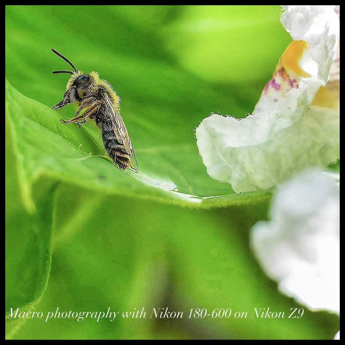 RemonaScheegvg's tweet photo. Close up capture of a Bee on a tree Nikon Z9 180-600 mm lens spot metering ISO 1600
Insects work hard for us to live on this plant we need to work harder to save our plant      @followers_increase_xyz https://t.co/b0UzEqXIMg