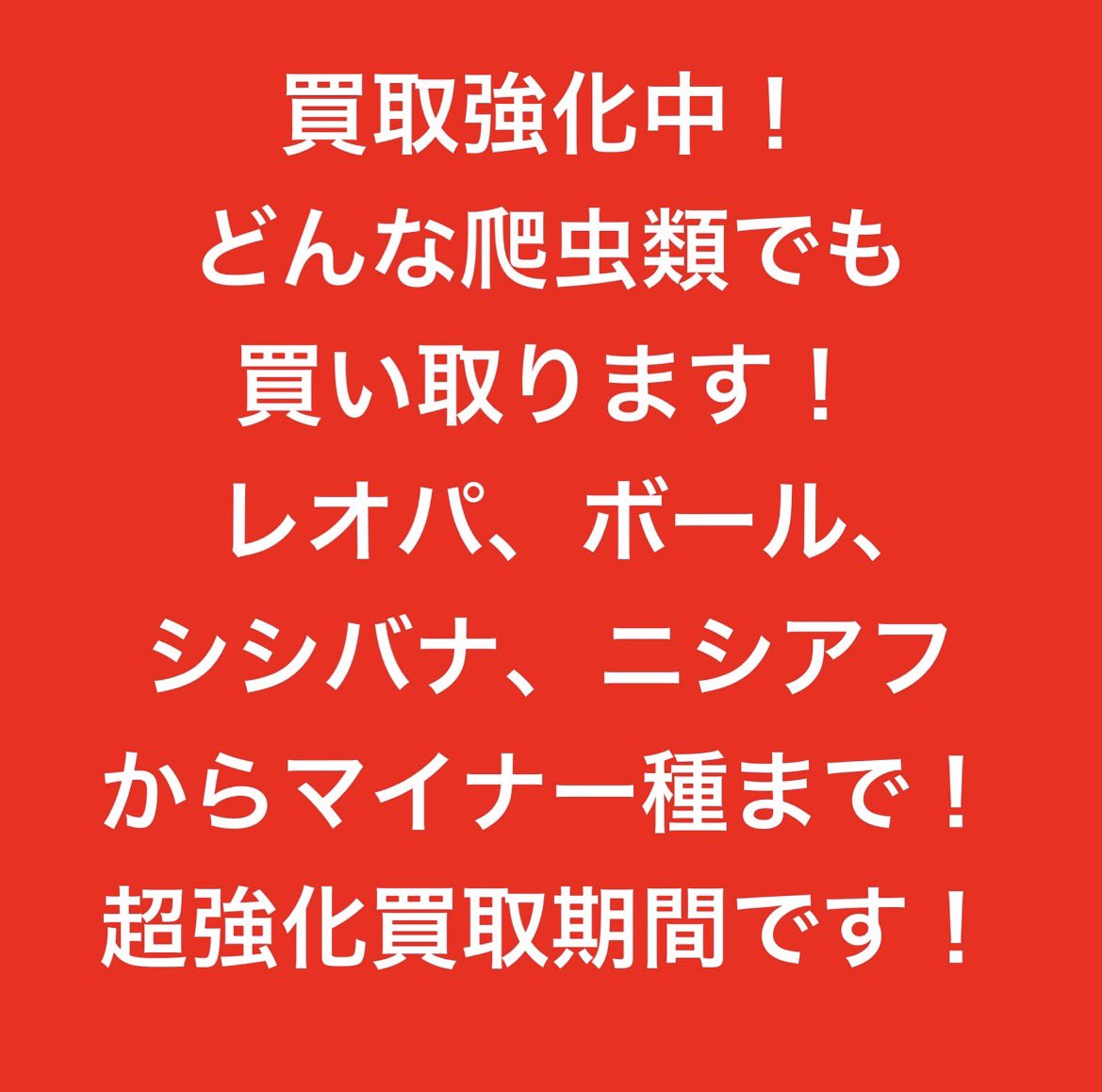 peach_chan_8's tweet photo. 全国対応‼️
爬虫類の無料査定の方行っております‼️
買取強化中ですので、是非一度dmまたはお電話の方でお問い合わせ下さい！ https://t.co/qjH8cSqcaQ