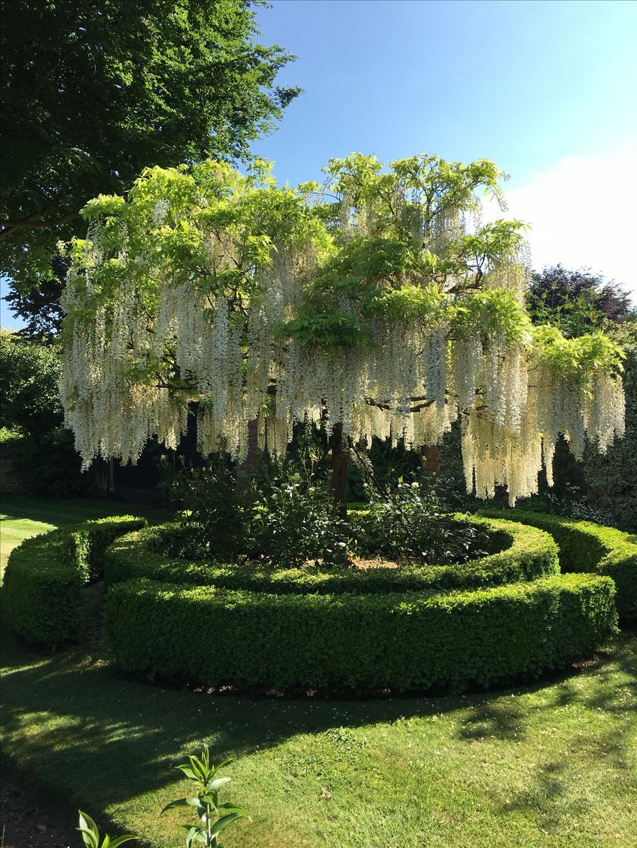 lunecrumbss's tweet photo. wisteria https://t.co/wmyYNpc2ax