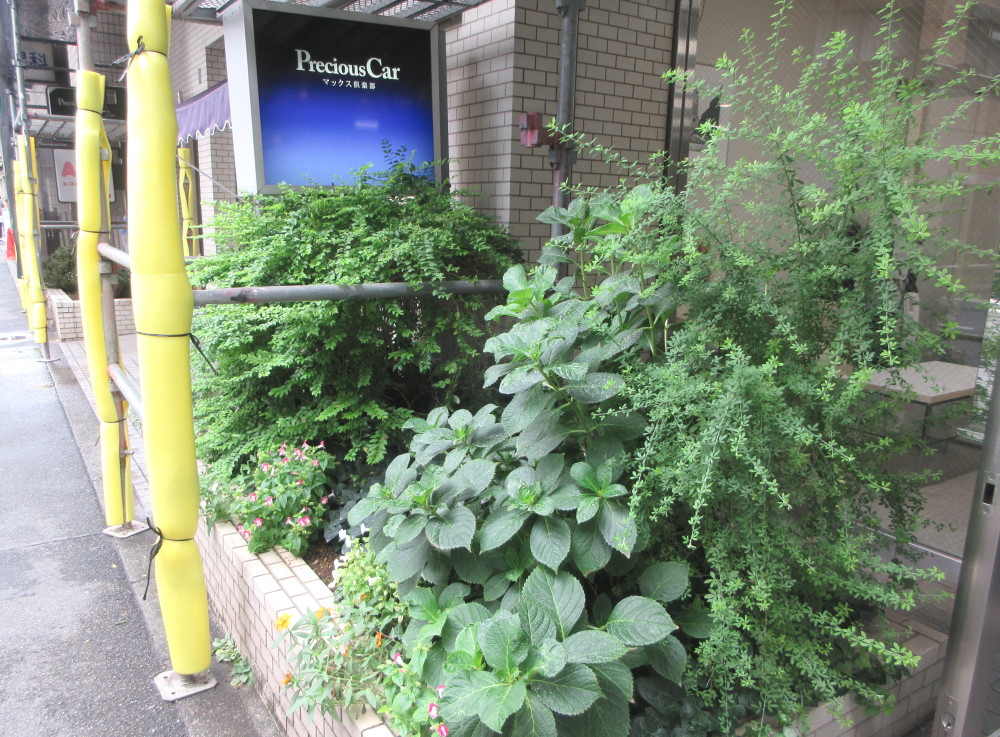 NSXNSX's tweet photo. 花壇も改修されるとのお話で…
15年育てた花々の移転とお別れを検討しています。 https://t.co/a5jabSpLSL