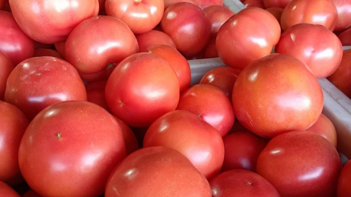 ailso442678's tweet photo. Just tried the new organic cherry tomatoes from the local farm—super juicy, sweet, and bursting with fresh flavor in every bite! Perfect for salads or snacking straight.  #FreshEats #LocalProduce https://t.co/bGPcXDw7Dq