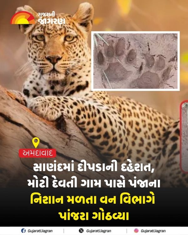 gujaratijagran's tweet photo. Ahmedabad: સાણંદમાં દીપડાની દહેશત, મોટી દેવતી ગામ પાસે પંજાના નિશાન મળતા વન વિભાગે પાંજરા ગોઠવ્યા
https://t.co/d4eEL7YxUP
#Ahmedabadnews #Ahmedabad #Sanand #leopard #motidevti #Gujarat #GujaratiJagran https://t.co/t3kuHDrS5m