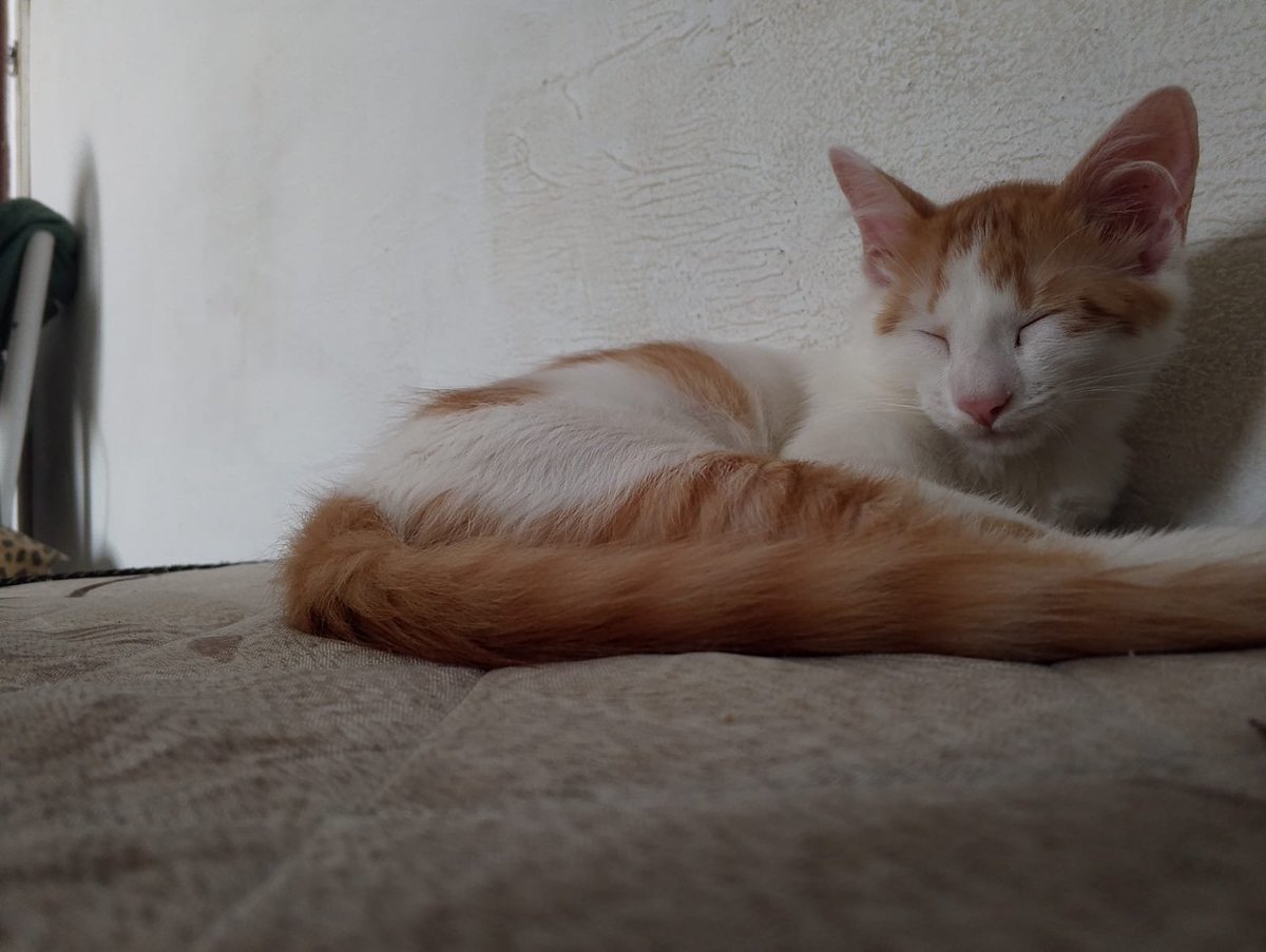 vitor4867's tweet photo. É muito louco pensar que a ultima vez que eu tentei me matar a unica coisa que ficou do meu lado e literalmente fez carinho no meu rosto foi meu gato, te amo sanji, do fundo do meu coração você foi o único amigo que eu ja tive https://t.co/G6QKtpM2Hv