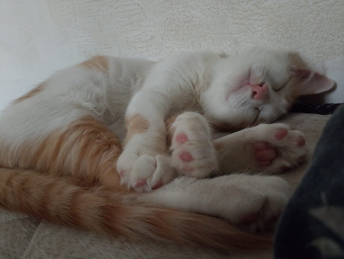 vitor4867's tweet photo. É muito louco pensar que a ultima vez que eu tentei me matar a unica coisa que ficou do meu lado e literalmente fez carinho no meu rosto foi meu gato, te amo sanji, do fundo do meu coração você foi o único amigo que eu ja tive https://t.co/G6QKtpM2Hv