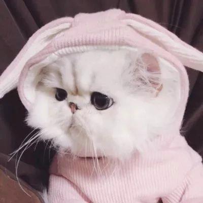 din_dinoooo's tweet photo. 🪐 🌻 💼 🌻 🎉 🎊 I m craving pizza and a chill vibe https://t.co/exOGSMOrMV