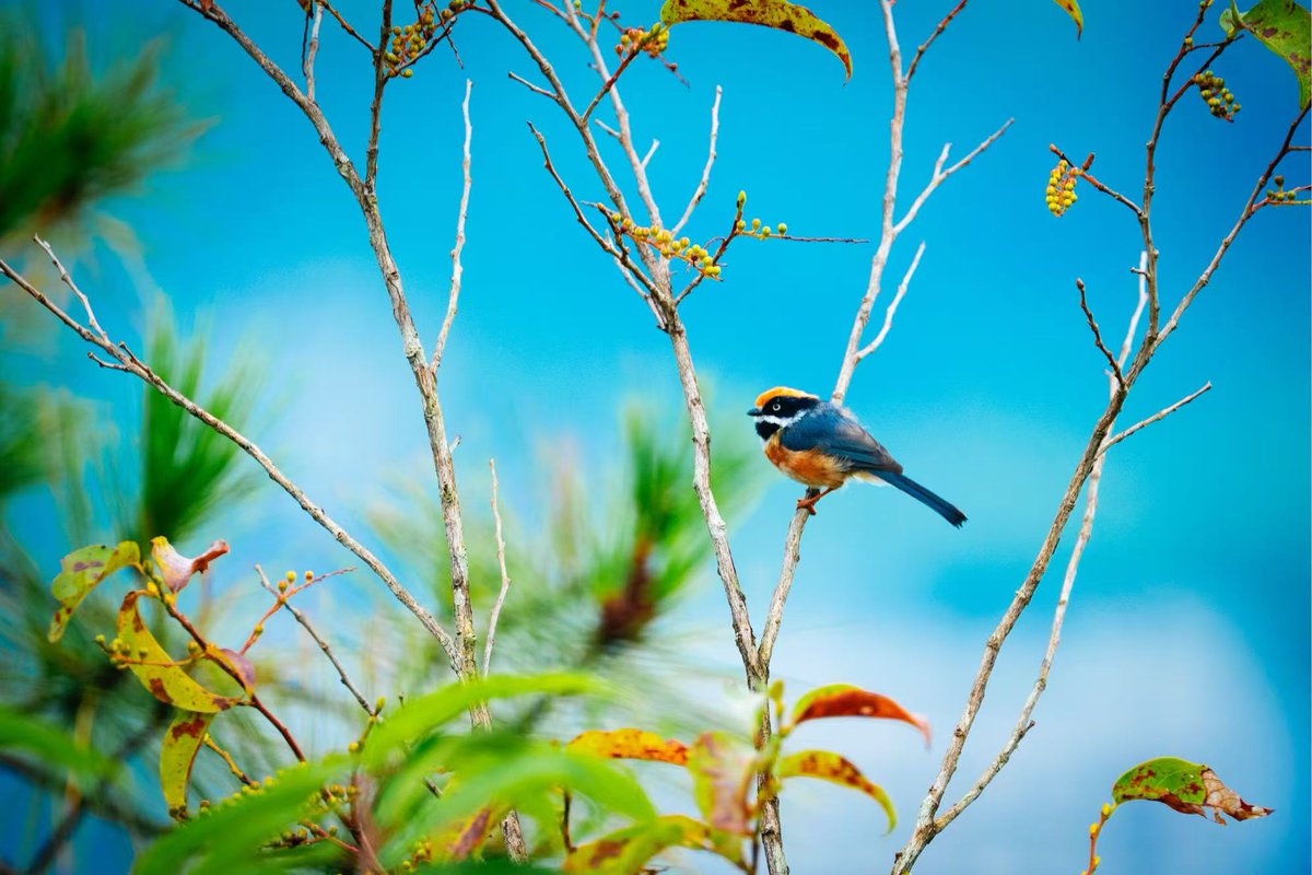 HolaFujian's tweet photo. Discover Shouning in August 🌿☀️
Take in the refreshing summer scenery and beautiful landscapes of Shouning, Ningde, Fujian. A perfect glimpse of August in the mountains. 💚 #Shouning #Ningde #Fujian #FujianTravel #SummerInChina #ScenicChina #BeautifulChina #DiscoverChina #ChinaTravel #NatureLovers #MountainScenery #CountrysideChina #ExploreFujian #TravelChina #AugustVibes @EmbSuarezSalvia @ZhongBai2020
@China_Lyon @ChineseCon_Mel @ChinaEmbajada @zhang_heqing @ZuoZhangChina @yuexuankanyue1 @cultureCHN @TripInChina